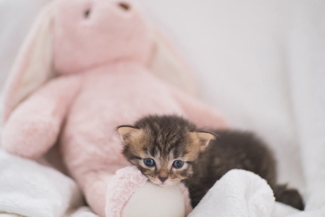 Kitten