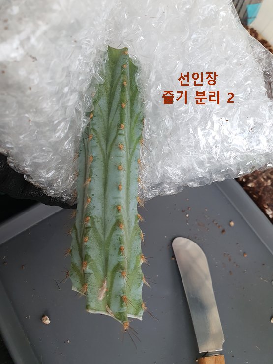 뽁뽁이 활용 선인장 줄기 분리 2