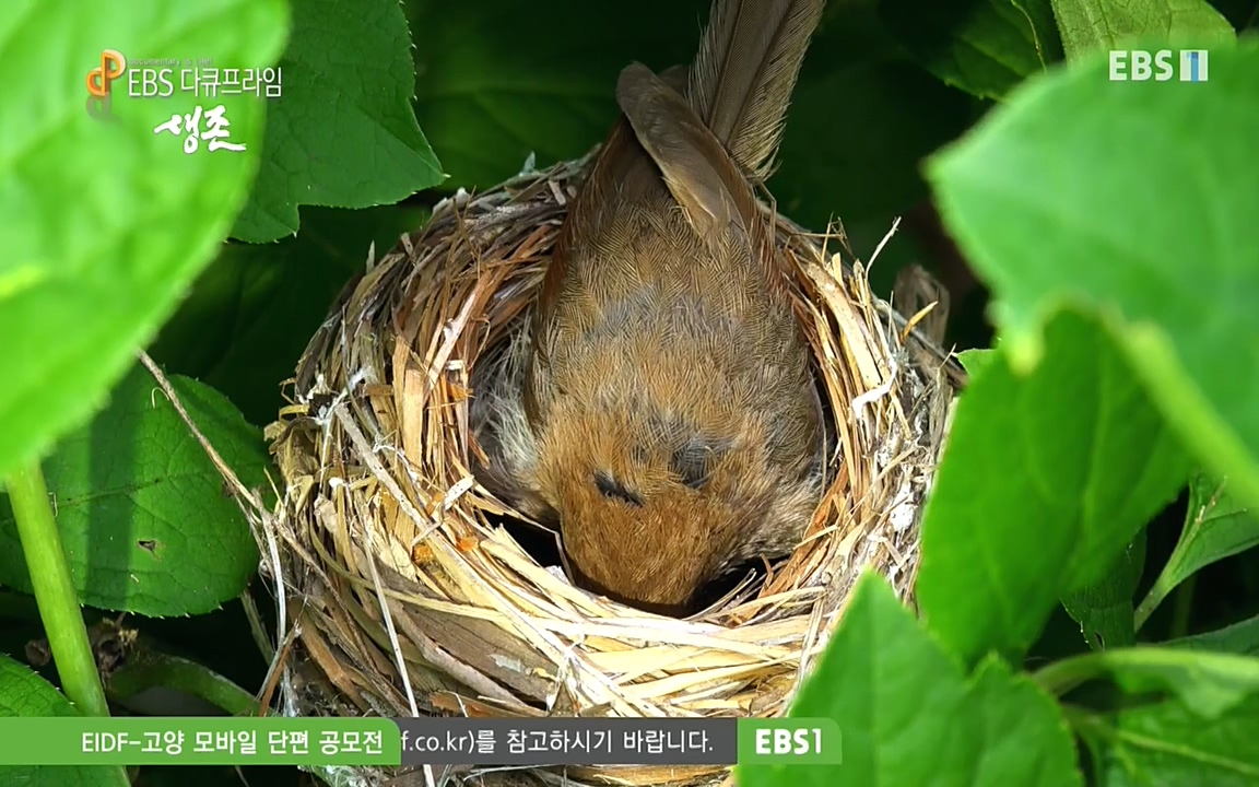 생존 3부_ EBS 다큐프라임_ 220629.avi_20220701_204447.075.jpg