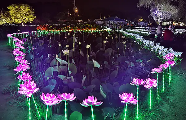 연꽃-야간-관람