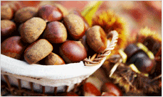 공주 군밤축제 기본정보, 프로그램, 공주알밤정보, 축제장 가는길