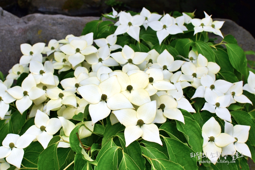 흰 꽃_Phipps Conservatory