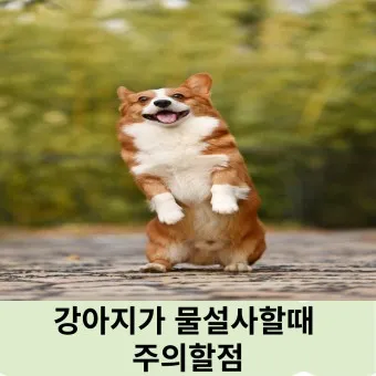 강아지 설사시 원인 대처방법 예방법_3