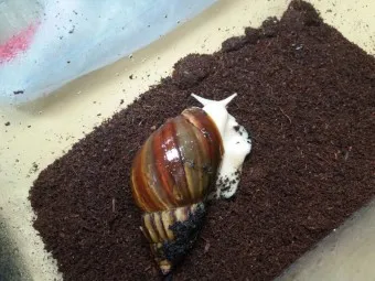 백와달팽이 가격 키우기 분양 수명 먹이 성격 종류_13
