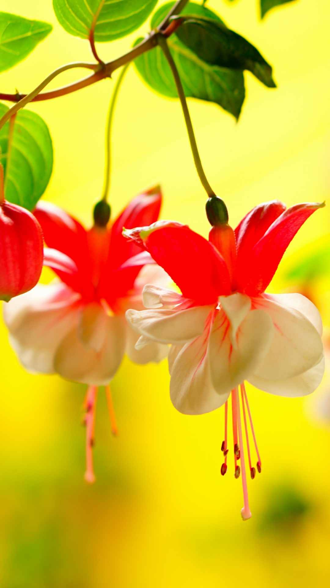 Fuchsia Flower iPhone Wallpaper