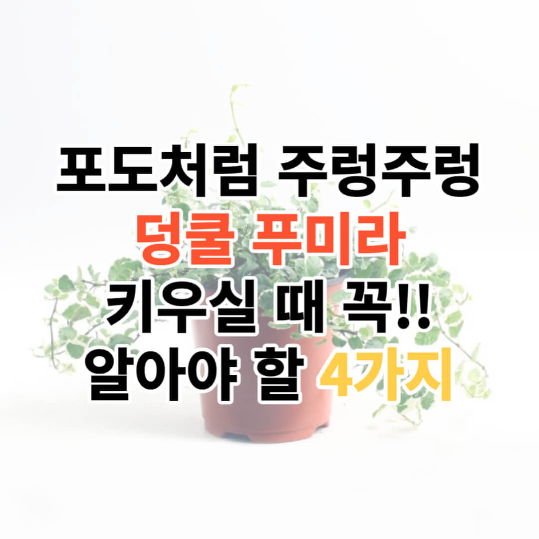 푸미라에 대한 모든 것&#44; 잘 키우기 위한 4가지 조건