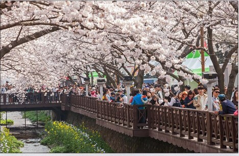 2023 진해 군항제