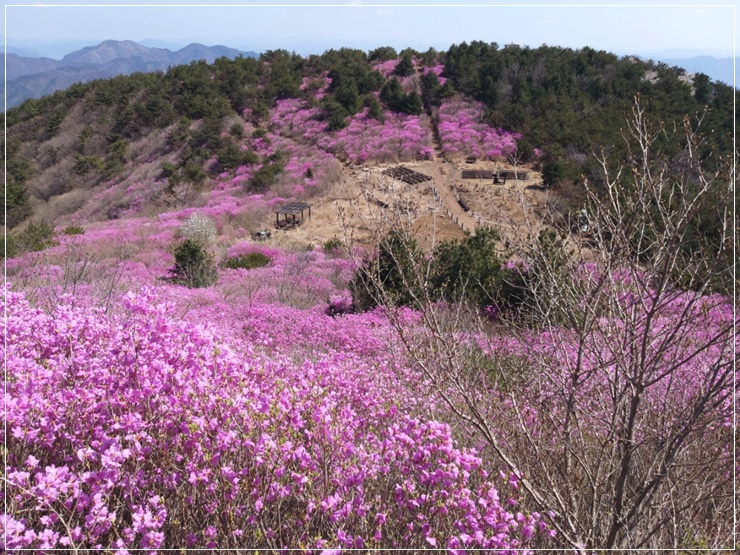  참꽃이 산 전체를 덮어 버린 마산 무학산 산행 - 등린이 추천코스