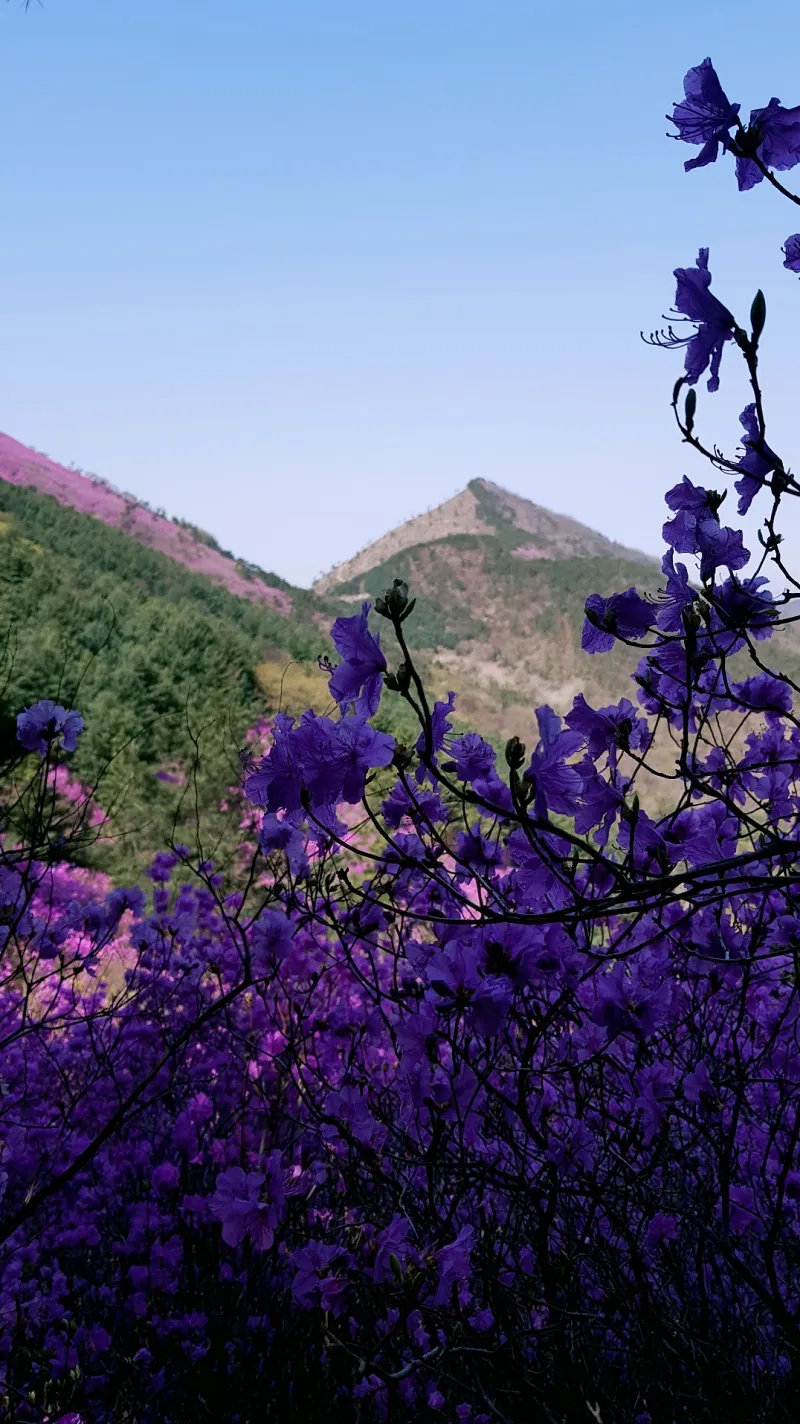 마산 천주산 진달래