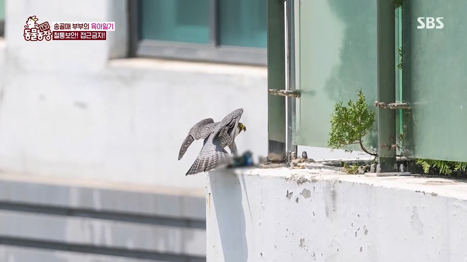 TV 동물농장.E1125.230618p.H264-F1RST.mp4_20230618_192115.498.jpg