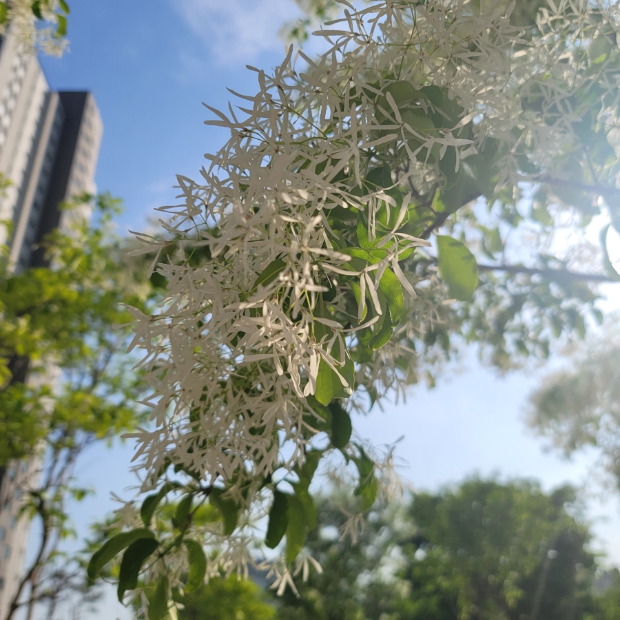 가로수, 흰 꽃, 잎사귀 나무를 아시나요? 2