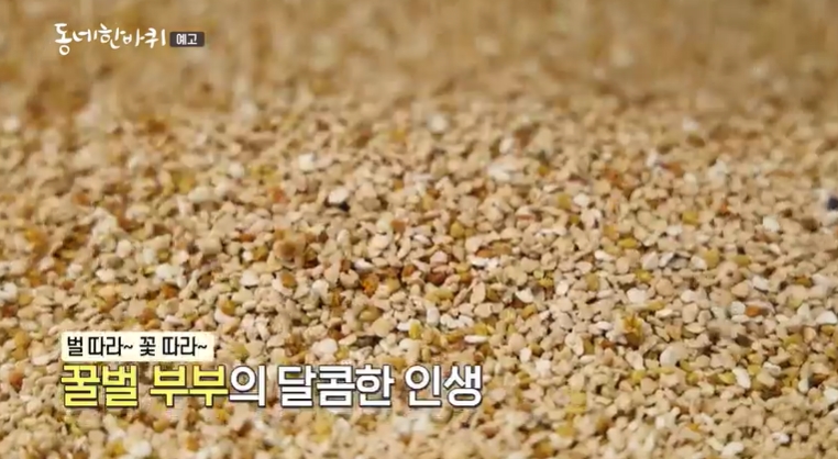 동네한바퀴-인제-꿀벌가족-양봉장