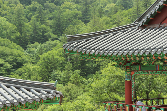 단철, 절, 사찰, 나무, 풍경 , 기와