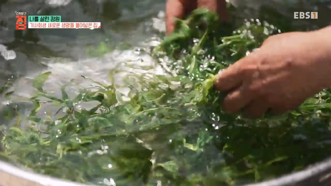 TV - 전 국민의 평생학교 EBS나를 살린 정원.mp4_20230814_211344.964.jpg