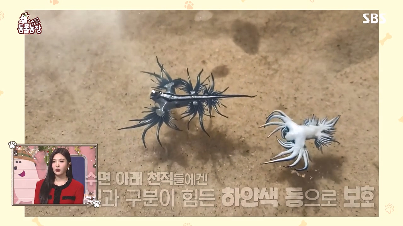 TV 동물농장.E1153.240108p-NEXT.mp4_20240107_170624.660.jpg