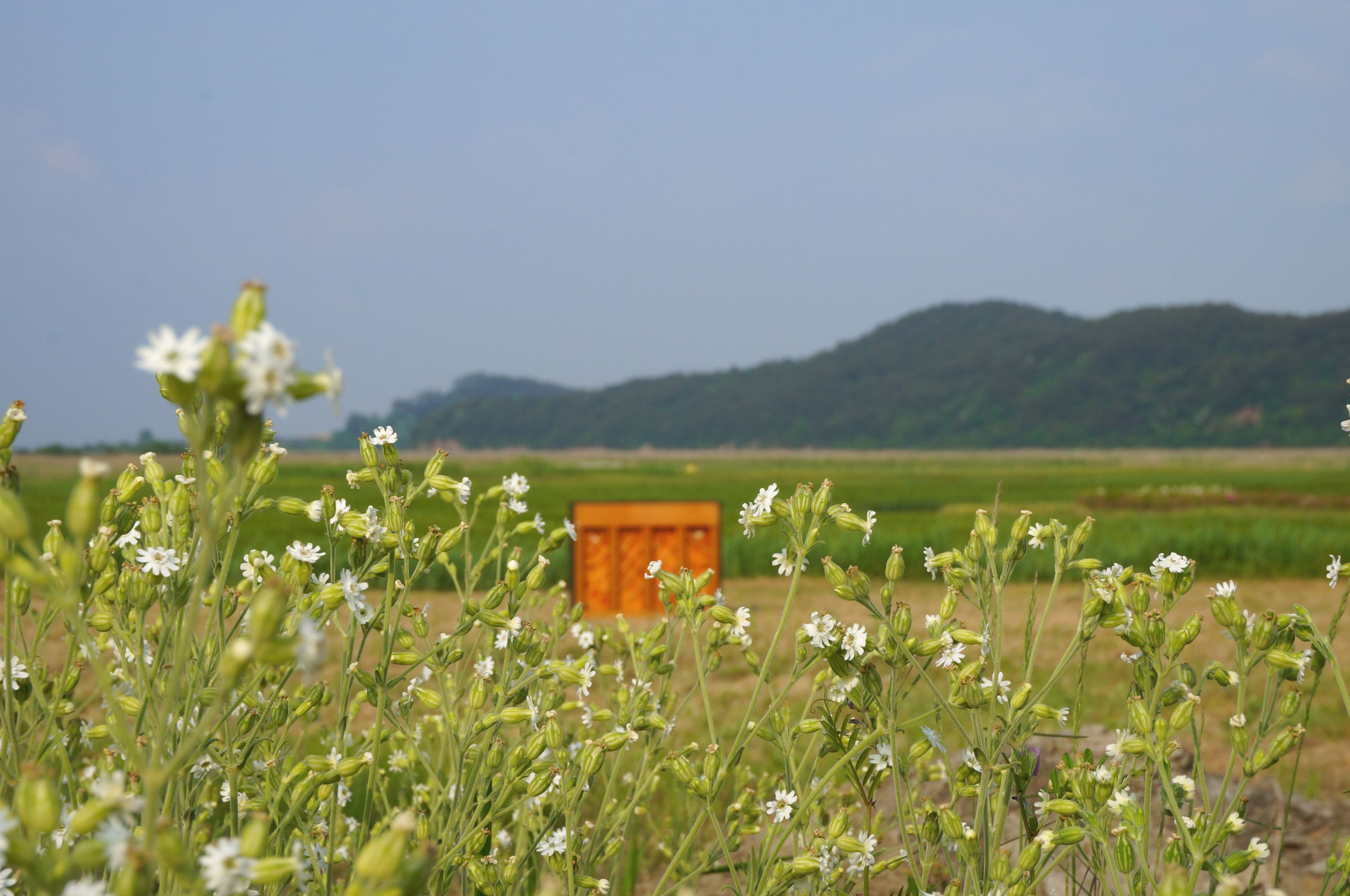 장구채