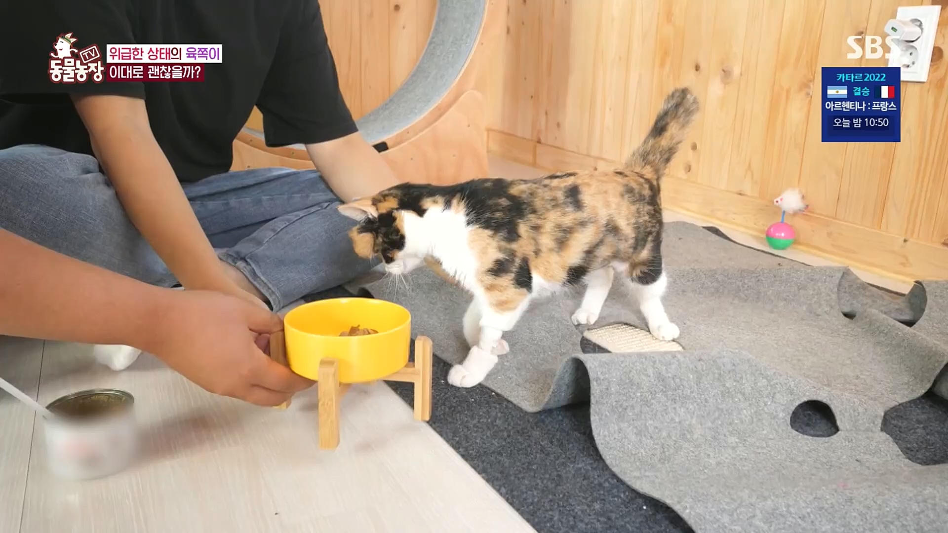 TV 동물농장.E1100.221218p.H264-F1RST.mp4_20221218_183452.599.jpg