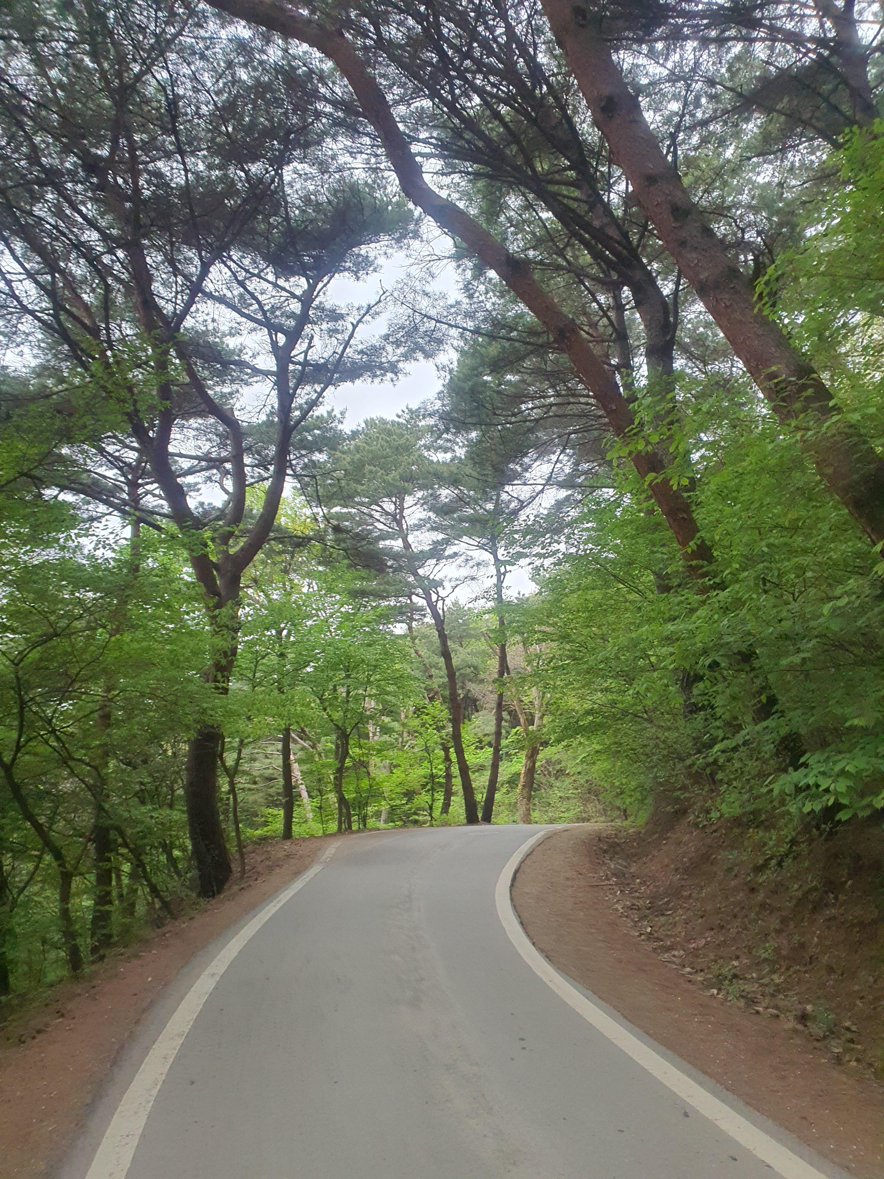 개심사 청벚꽃 겹벚꽃 왕벚꽃