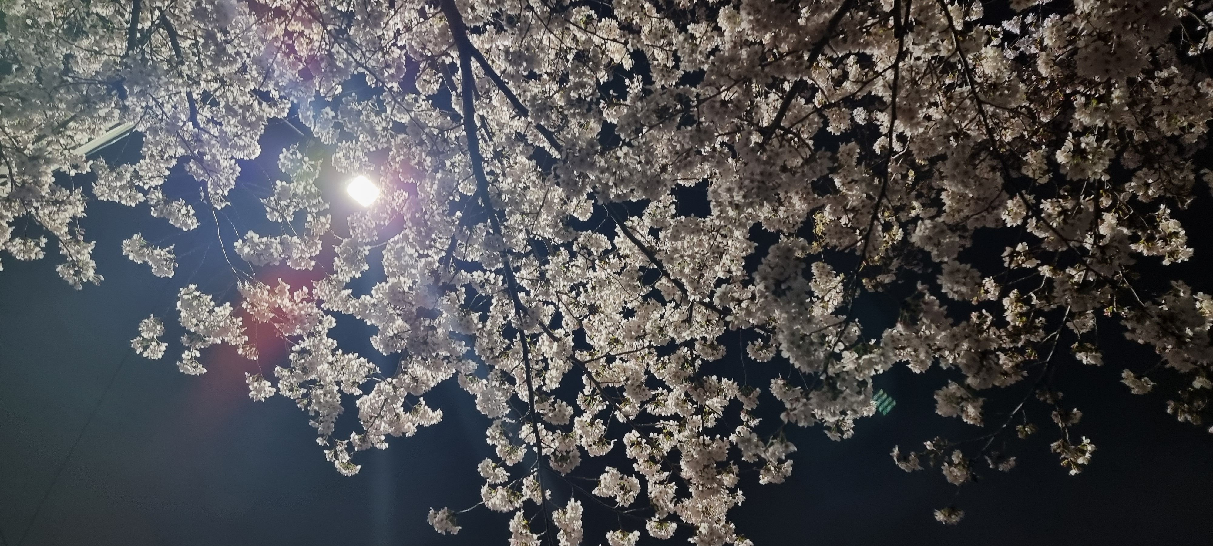 봄 풍경, 봄 밤 풍경 10