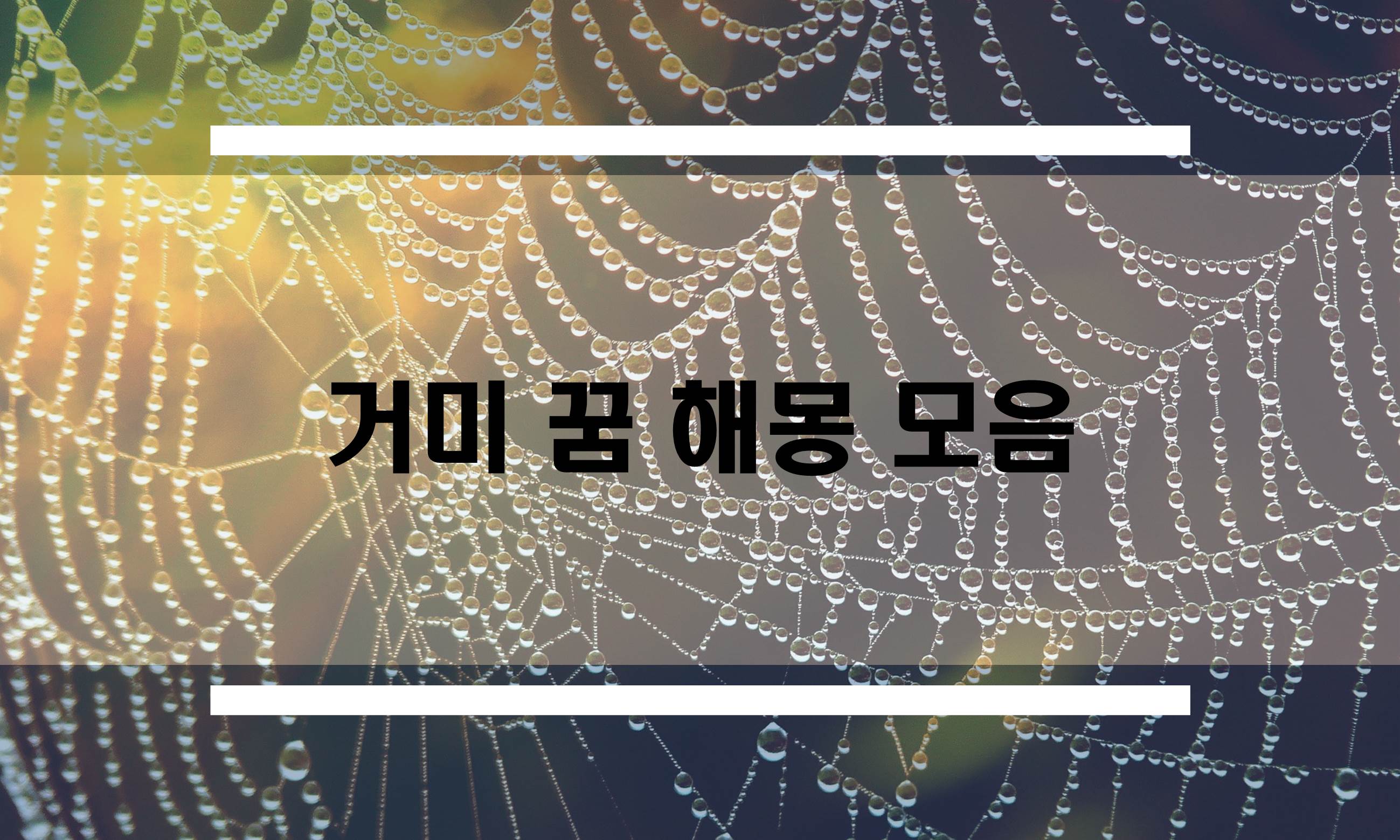  거미꿈 해몽 모음
