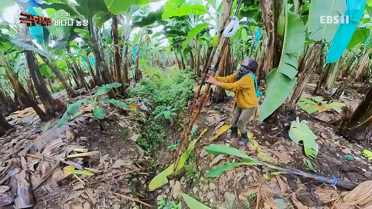TV - 교육의 중심 EBS필리핀 바나나, 파인애플 농장.mp4_20230302_202901.958.jpg