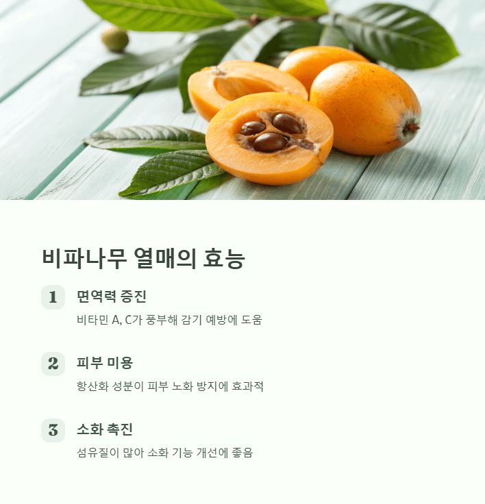 비파나무 효능