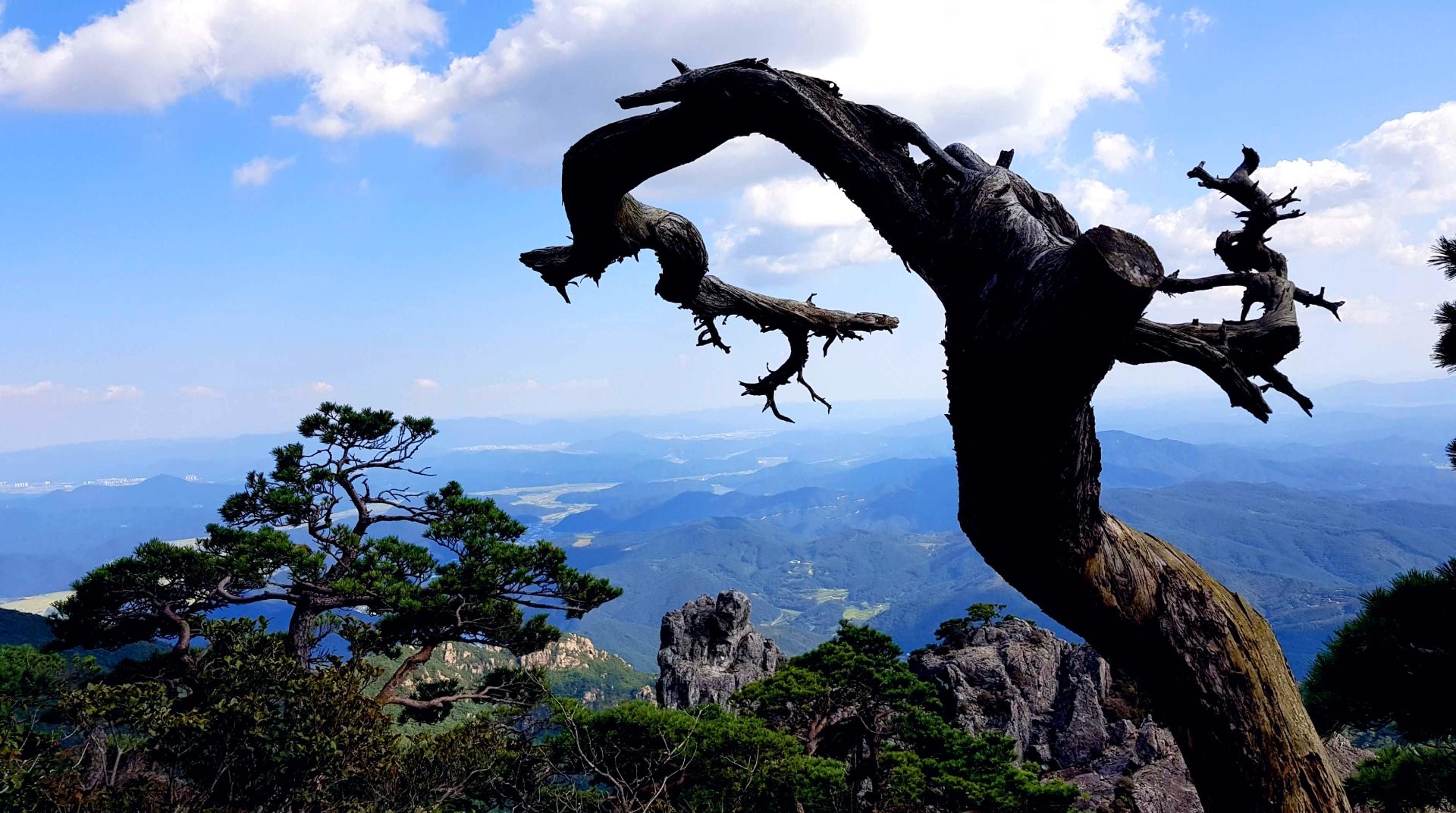 합천 가야산 고목