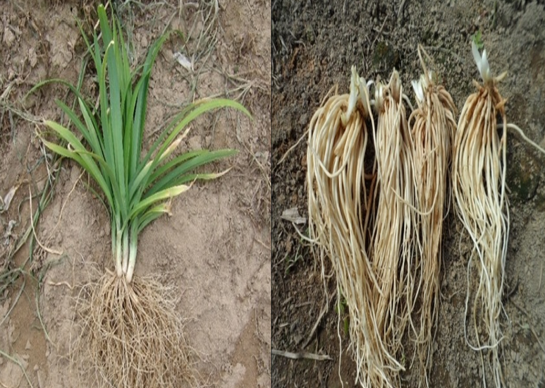 삼베뿌리 그리고 모종 재배방법 1