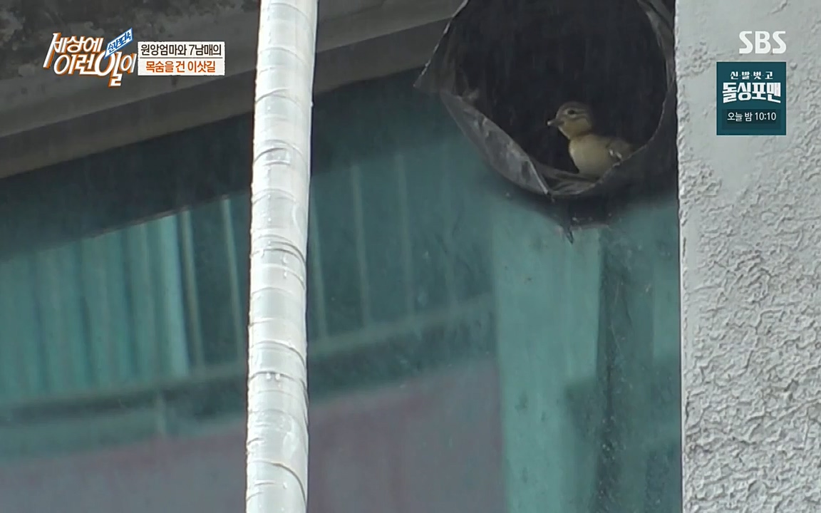 순간포착 세상에 이런일이.E1188.220713p-NEXT.mp4_20220713_175324.758.jpg