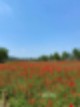꽃양귀비 [ 울산 여행 ] 한 폭의 수채화♥ 양귀비와 2