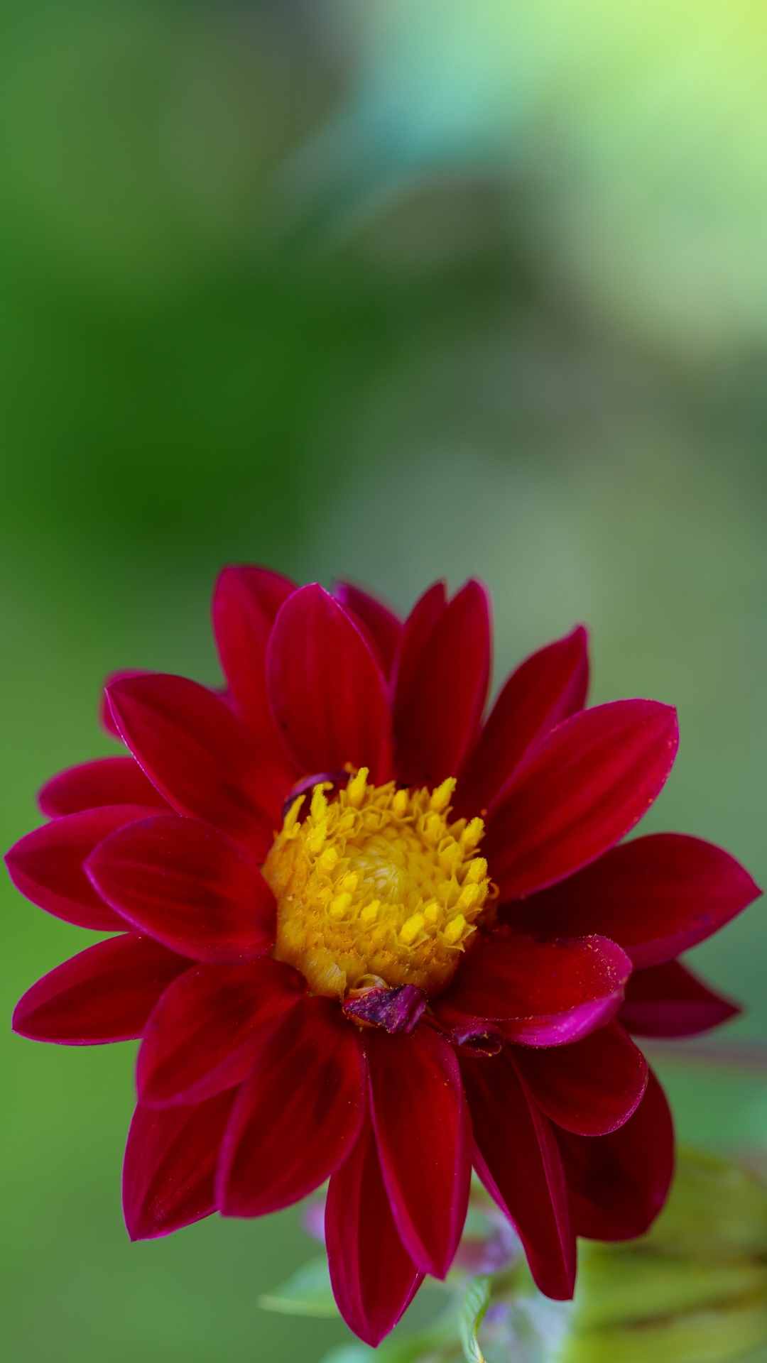 Zinnia Flower iPhone Wallpaper