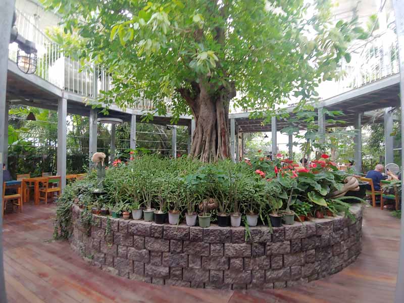 바오밥식물원-베이커리카페-고무나무