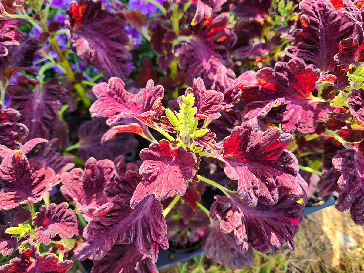 콜레우스 Coleus