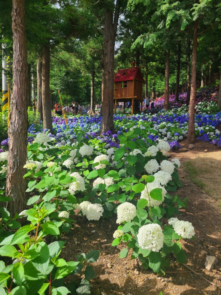  보성 가볼만한곳 올해까지는 무료 개방 영농조합법인윤제림