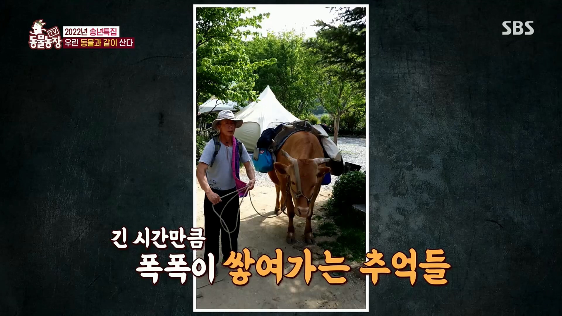 TV 동물농장.E1101.221225p.H264-F1RST.mp4_20221225_190258.824.jpg