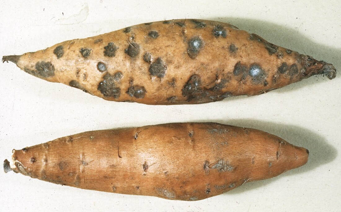 black spot sweet potato