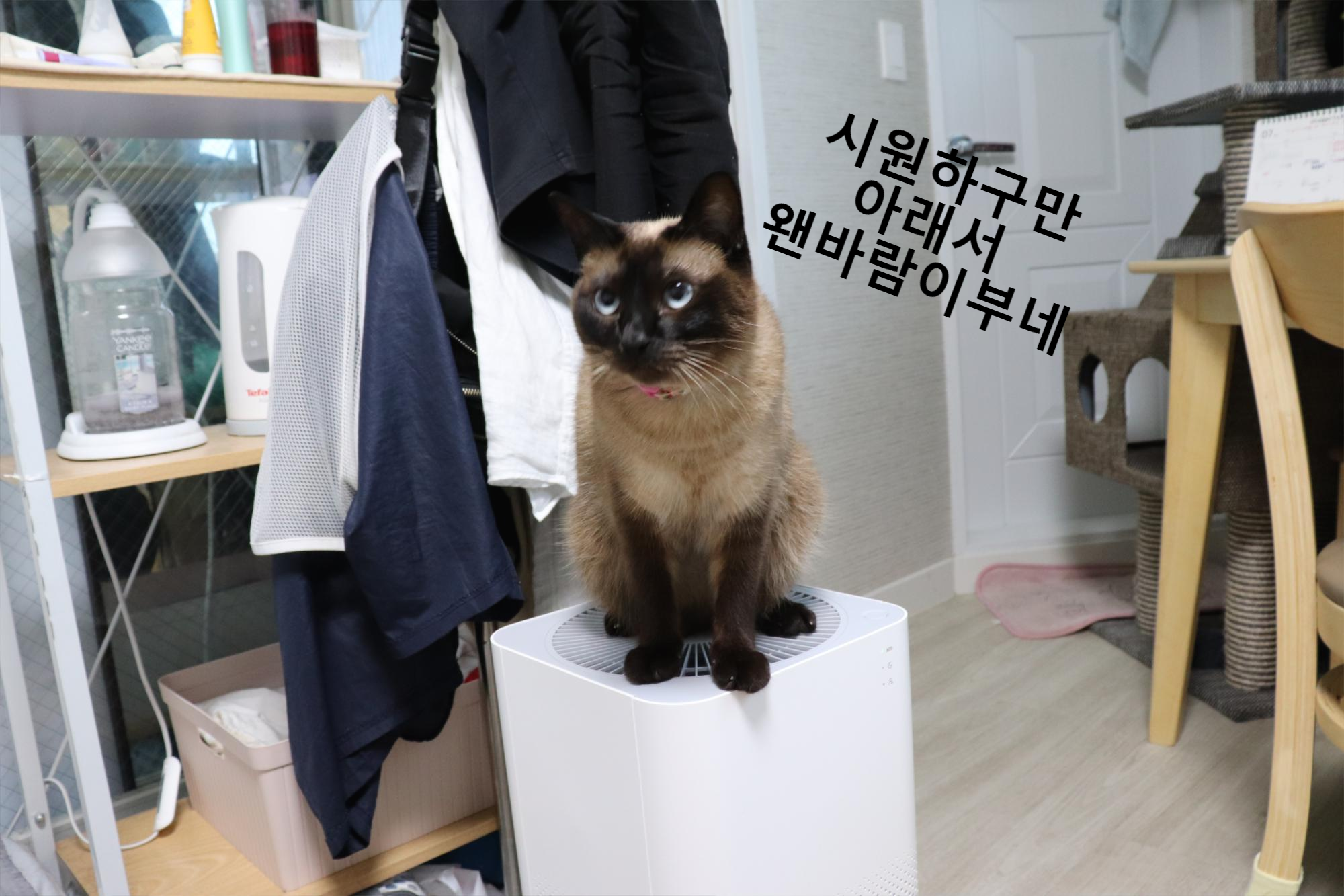  공기청정기는 고양이털을 잘 흡수할까요?(feat, 샤오미 미에어2)