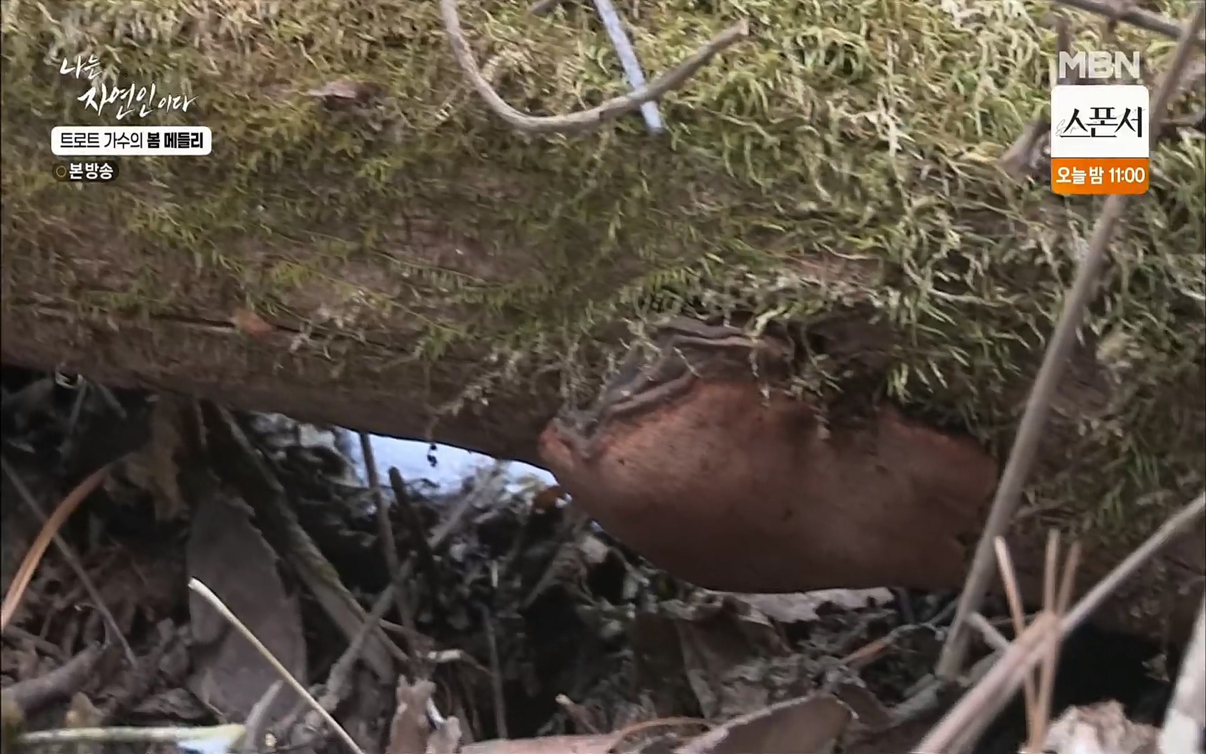 나는 자연인이다.E494.220323p.H264-F1RST.mp4_20220324_181958.518.jpg