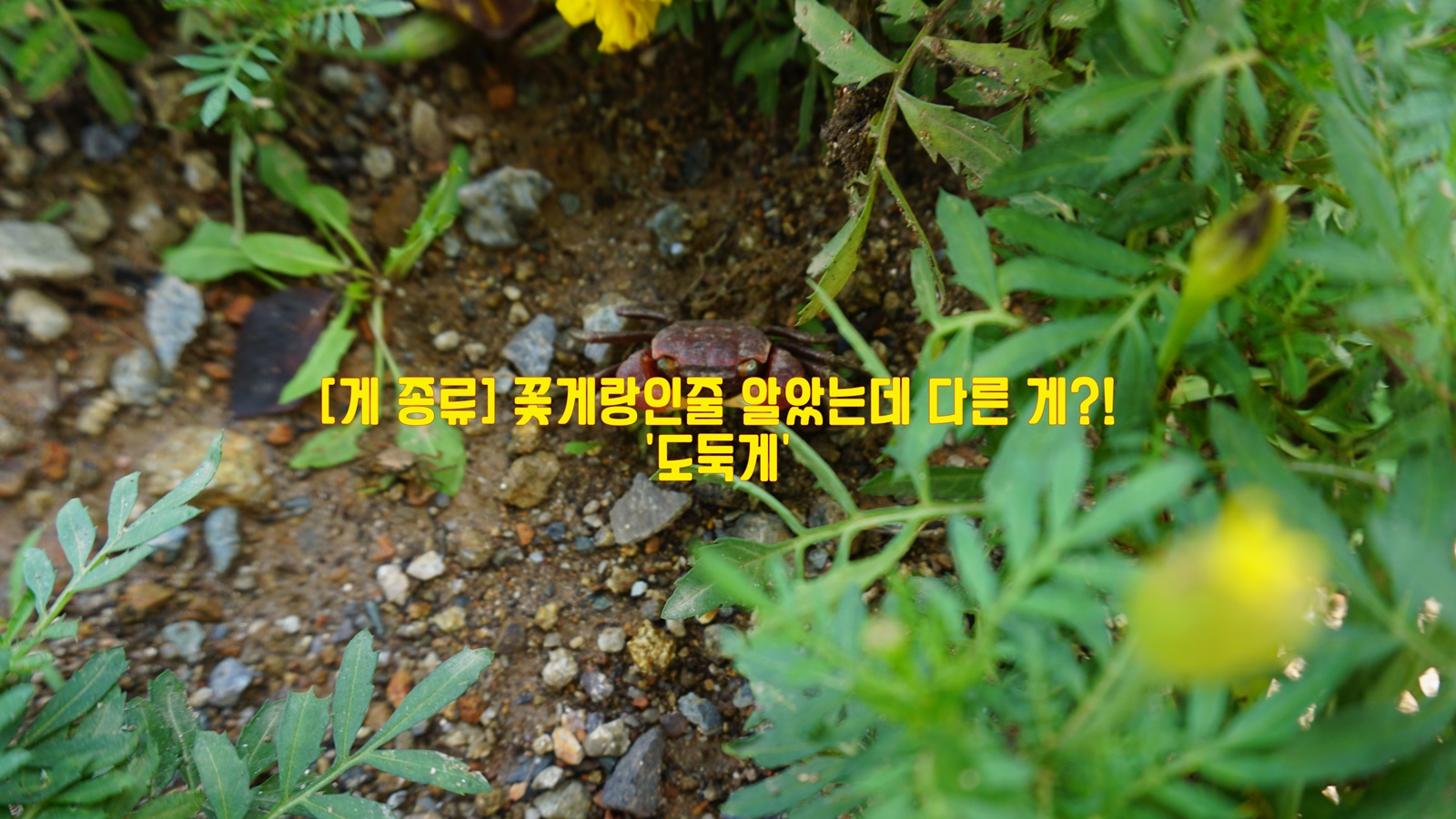  [게 종류] 꽃게랑인줄 알았는데 다른 게?! '도둑게'