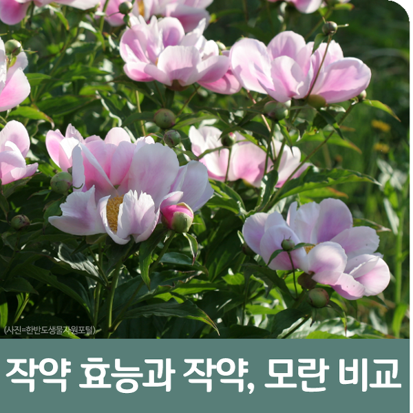 작약 효능과 작약, 모란 비교
