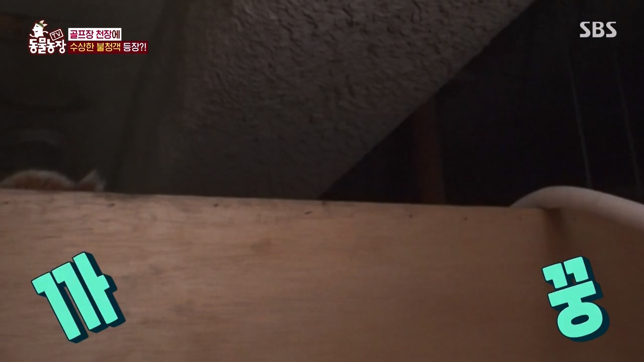 TV 동물농장.E1133.230814p-NEXT.mp4_20230813_171347.005.jpg
