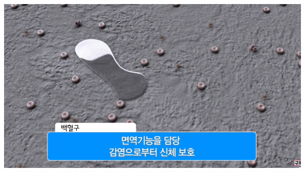 백혈구 기능 면역 기능