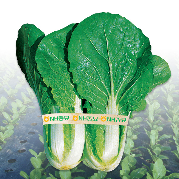 얼갈이 배추 파종시기 재배법 6