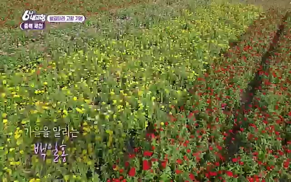 [7612회] 6시 내고향 - KBS7612회] 6시 내고향.ts_20220912_174129.982.jpg