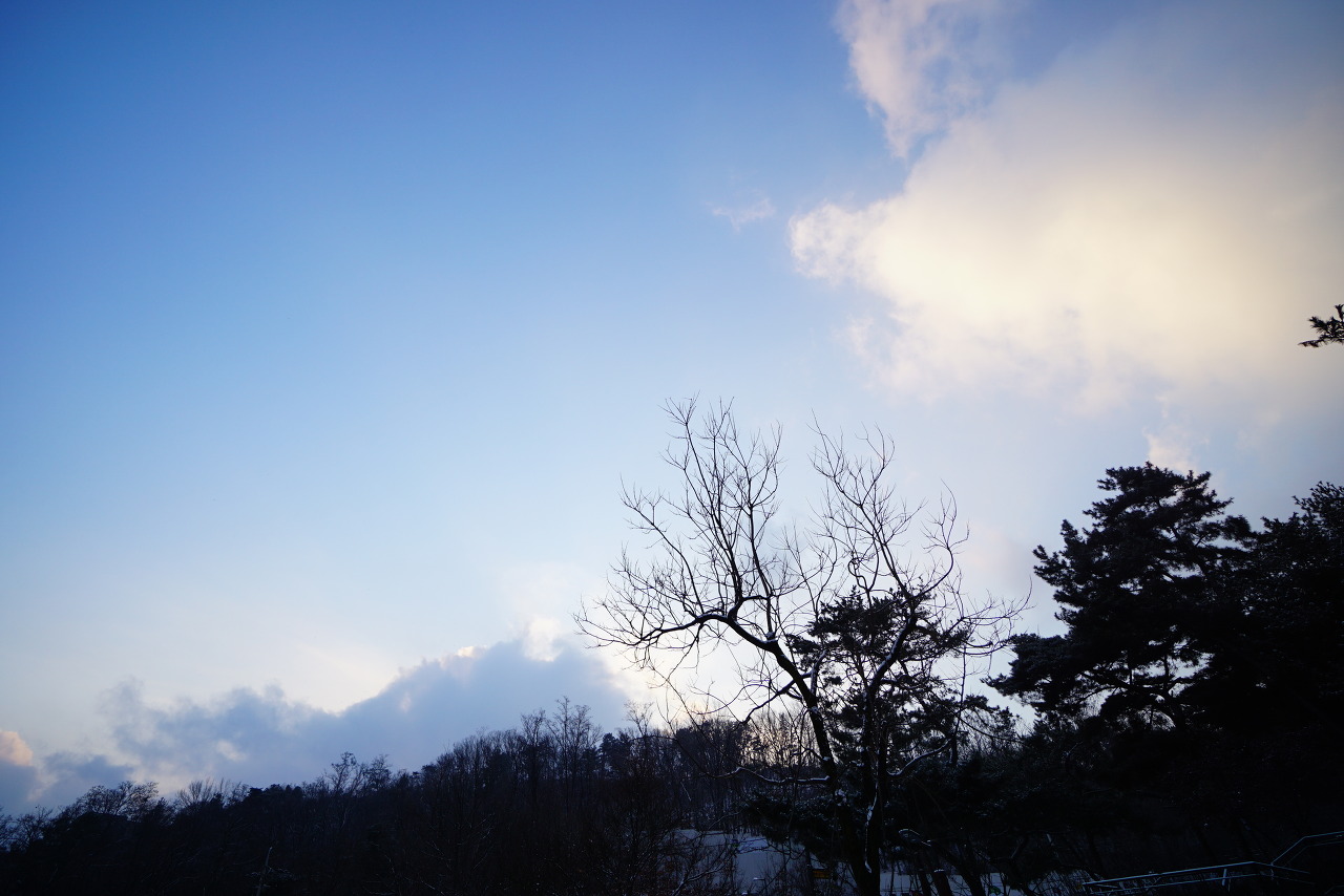 푸른 하늘 흰구름&#44; 역광&#44; 아래는 어두운 숲&#44; 나뭇가지 실루엣&#44;