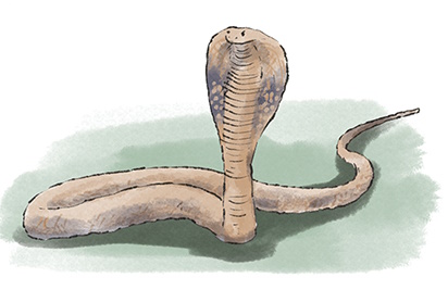  코브라 효과(Cobra effect)