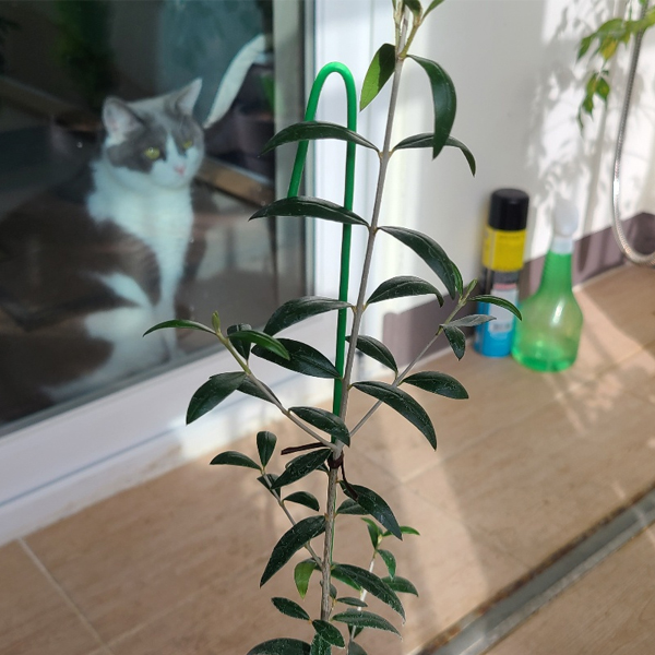  올리브나무 키우기 - 물주기에 대해서 알아보기