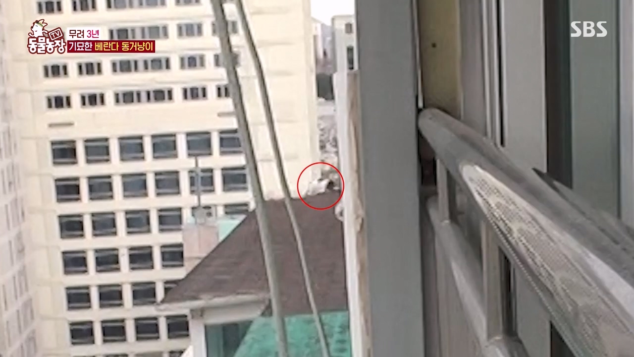 TV 동물농장.E1154.240115p-NEXT.mp4_20240114_184349.078.jpg