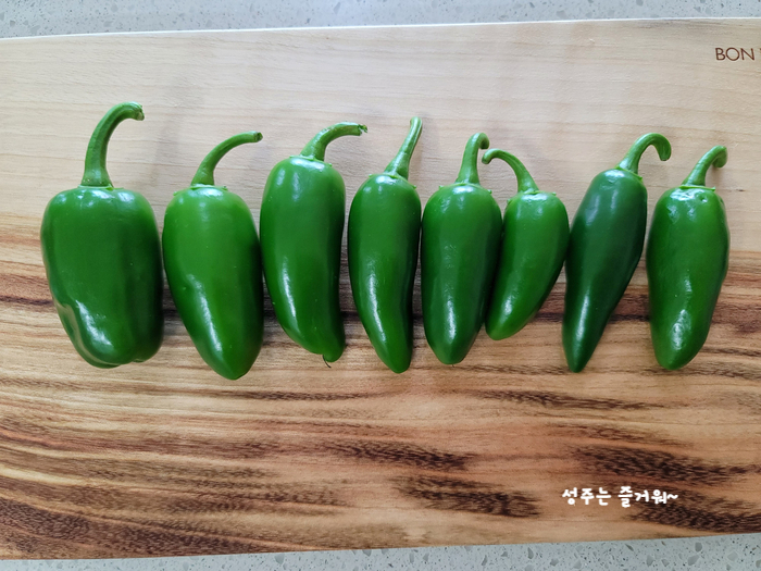 아파트 정원작물 할라페노 고추 재배, 고추씨 심기, 묘목 심기, 수확, 피클 만들기 10