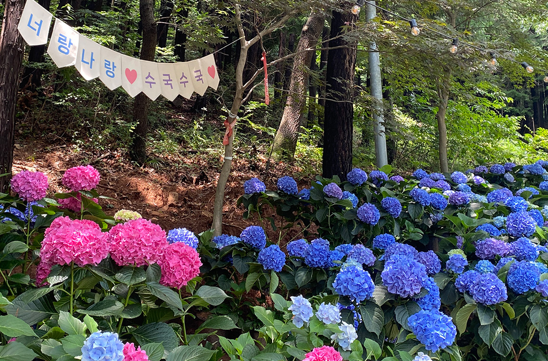 2024 전국 수국 축제 일정 